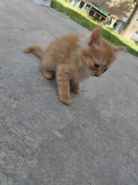 Mushuk bolasi sotiladi. Scottish fold