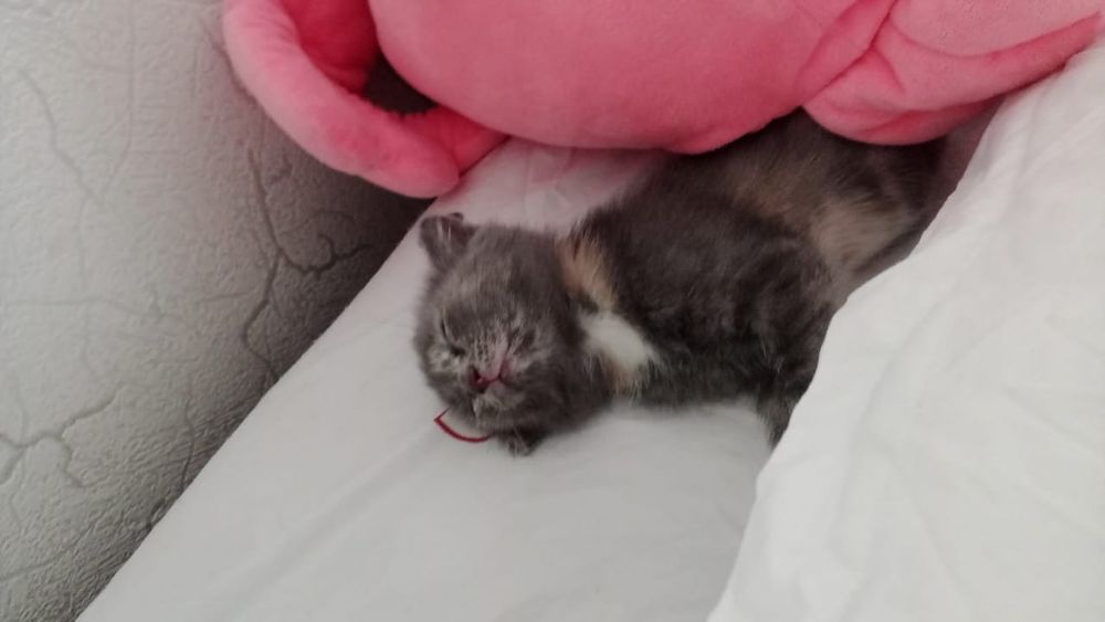 Продам шотландского котёнка