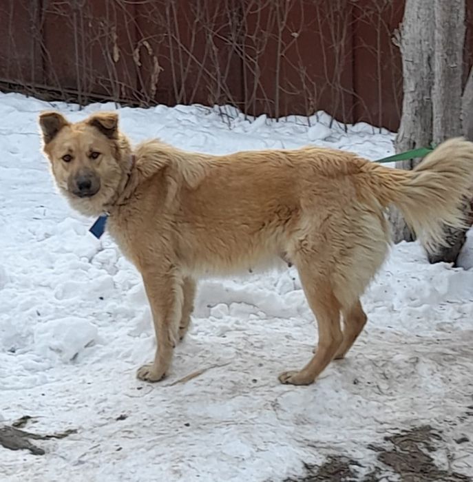 Отдам даром собаку