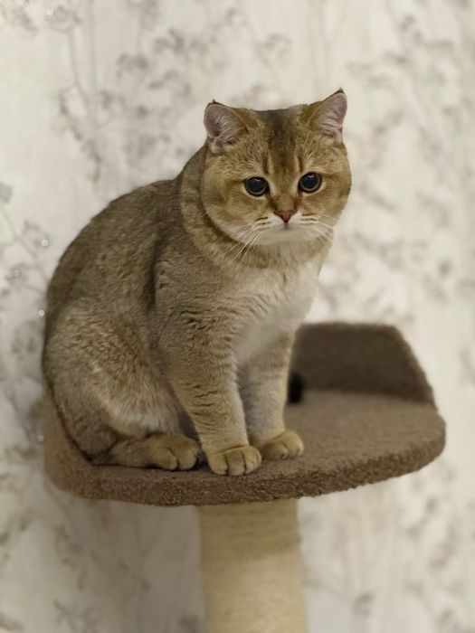 Вязка кот, британская шиншилла