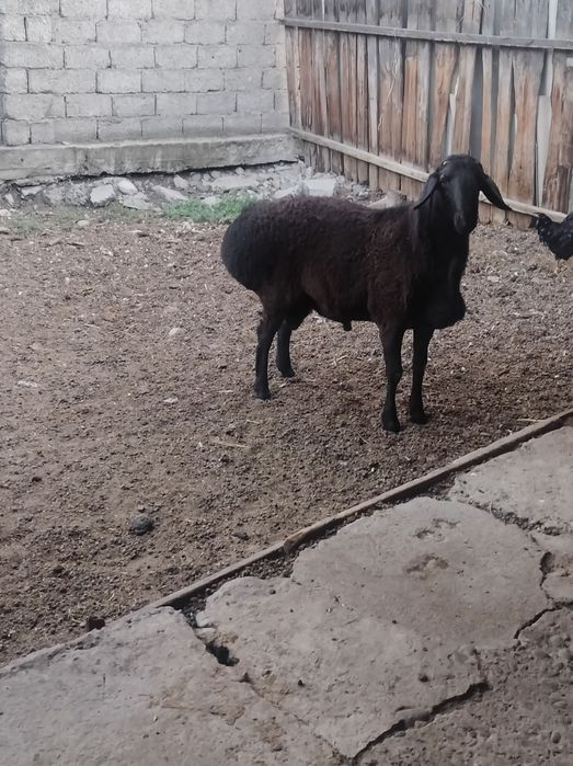 Продается кучкар