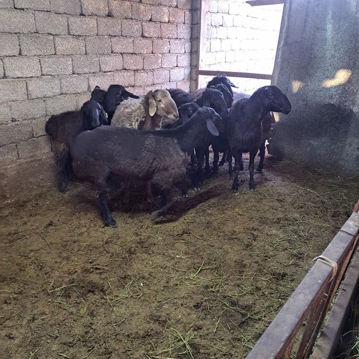 Кой сатылады,сойып берем