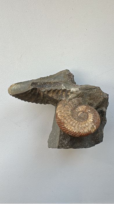 Окаменелость Аммонита