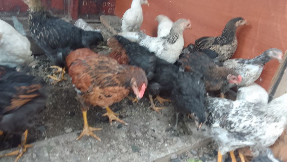 Продам  молодых петушков шустрые,