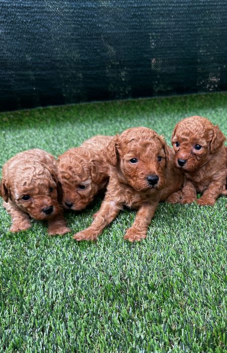 Той Пудел / Toy Poodle