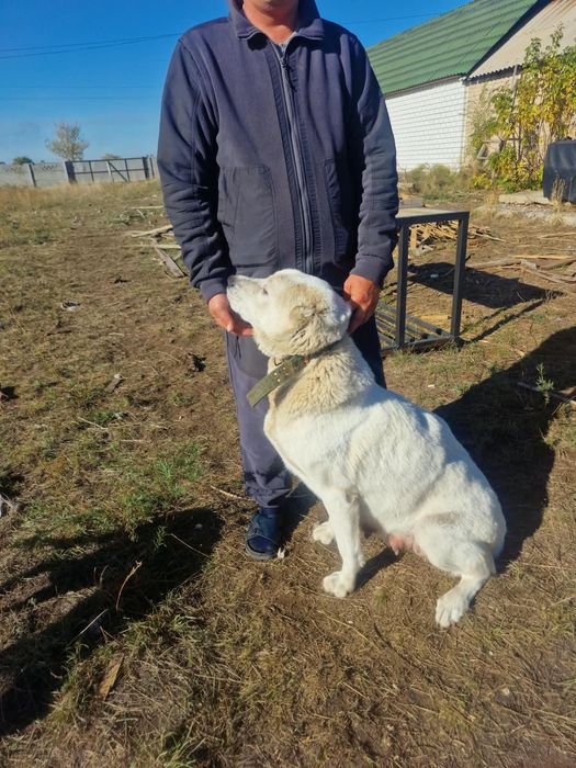 Продам щенков породы алабай
