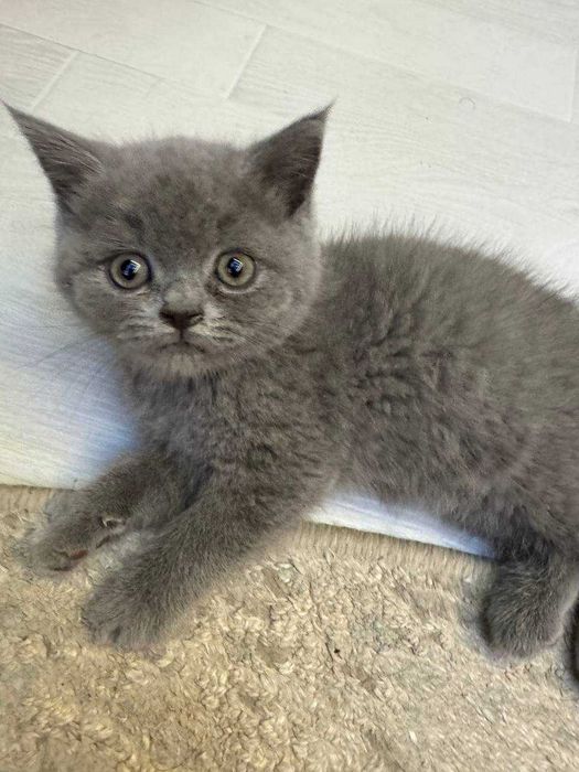 Mushuk bolalari sotiladi