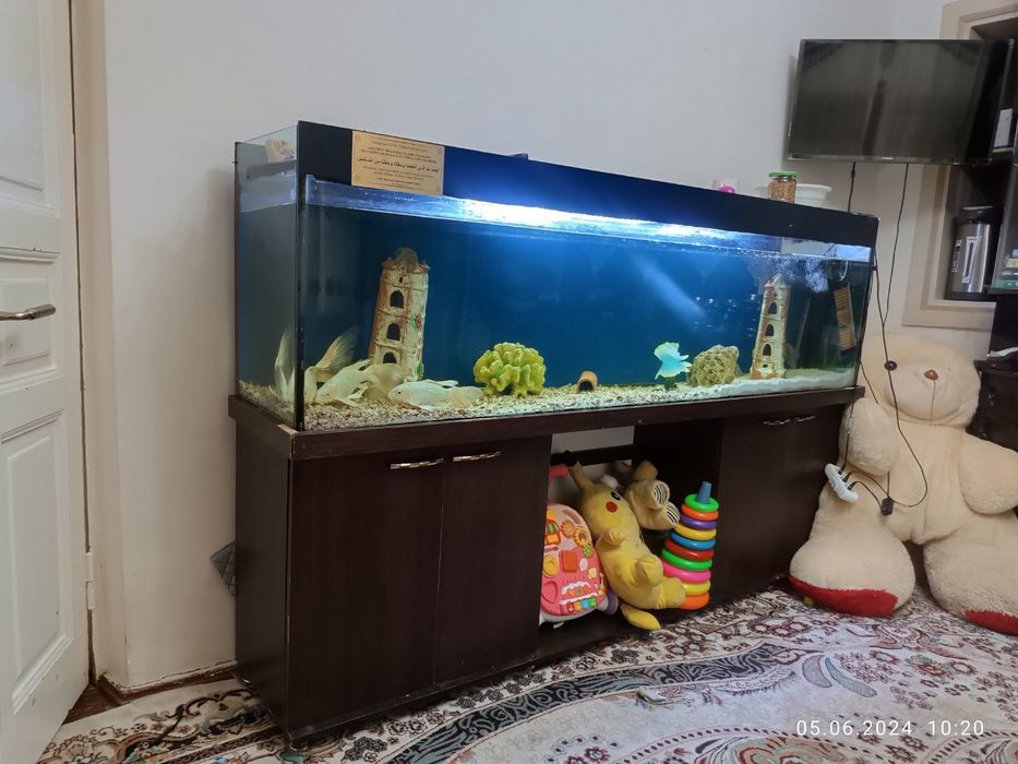 Akvarium sastayana yaxwi