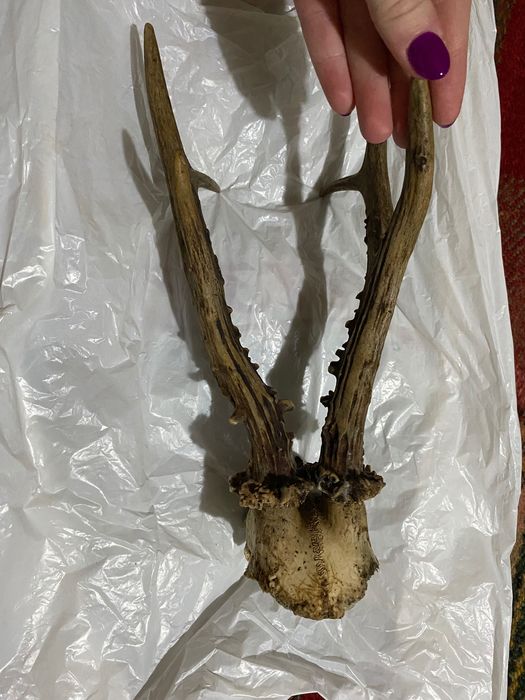 Рога от сръндак,с част от черепа 30 €