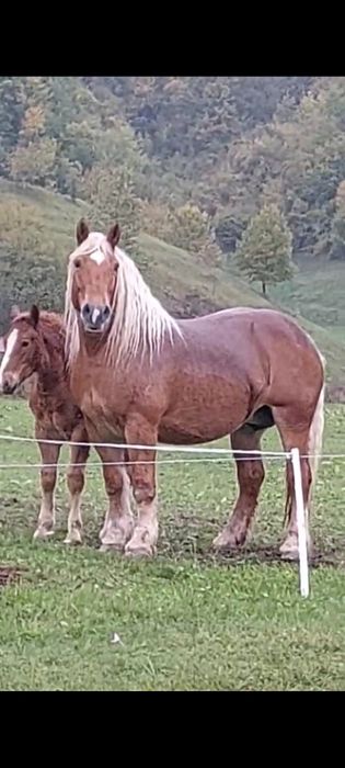 Vând mânz semigreu