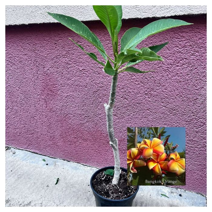Plumeria Bangok Orange