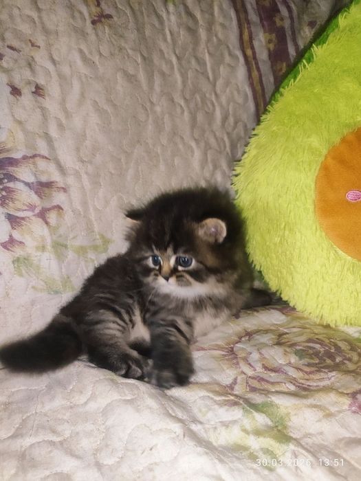 продам мальчика скоттиш страйт