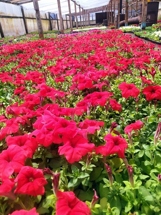 Петуния. Рассада