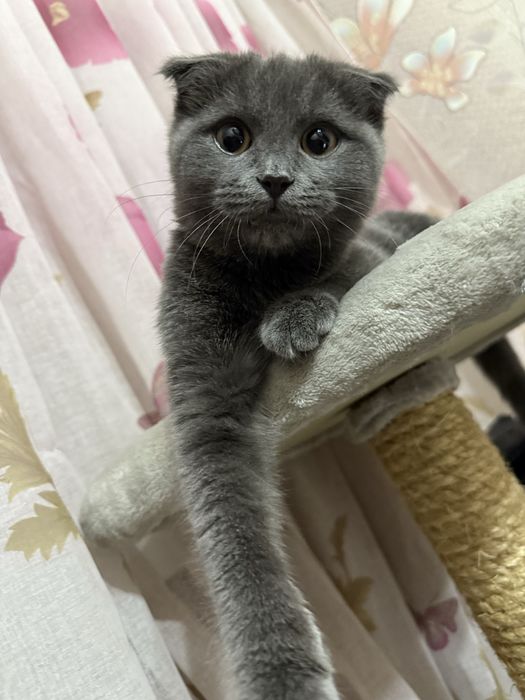 Шотландский вислоухий