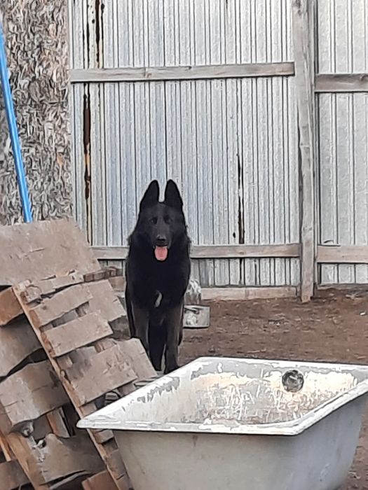 Авчарка  немецкая