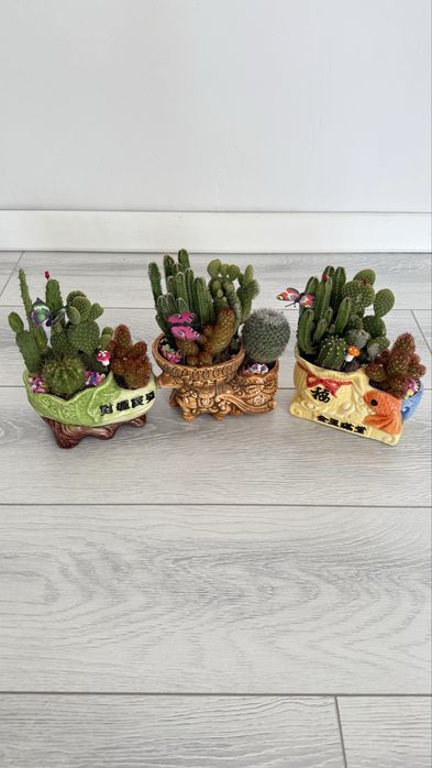 Кактус декоративный