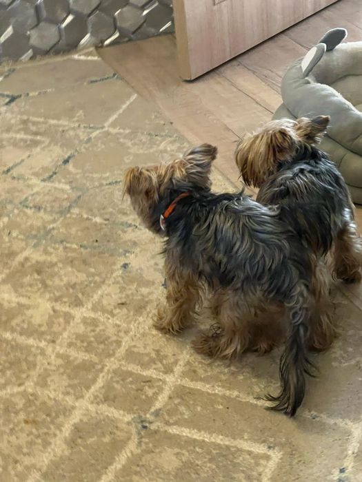 Йорк кобель для вязки