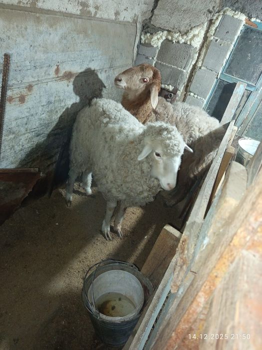 Бараны.           .