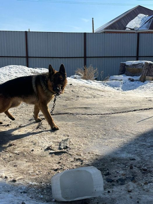 Немецкий овчарка 55к 2 жасар