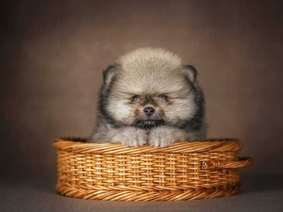 Померанский Шпиц три месяца Девочка