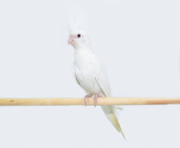 Кареллы разного окрасса