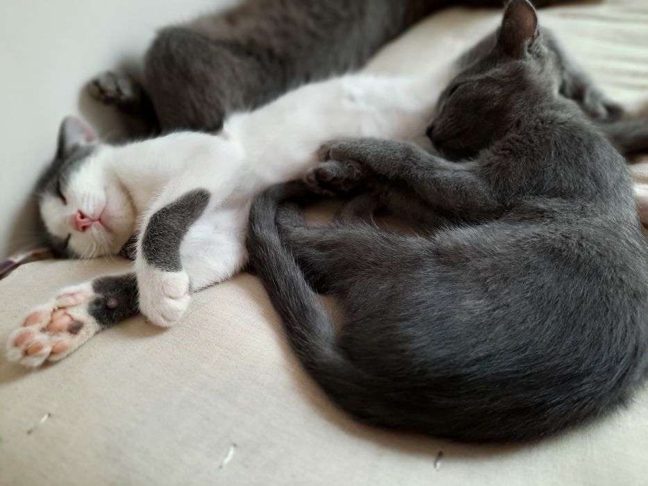 Котята 3 месяцаа