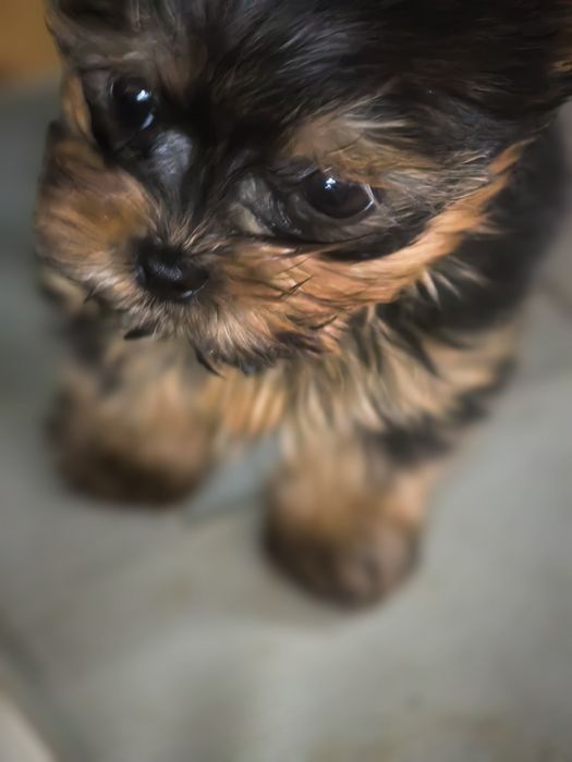 Малки сладурчета