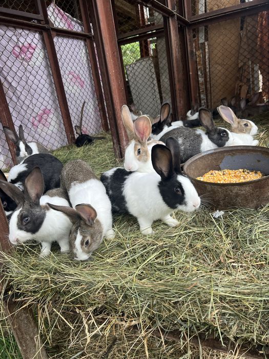 Vand iepuri Hycole Francez – vaccinați, vigurosi și bine întreținuți!