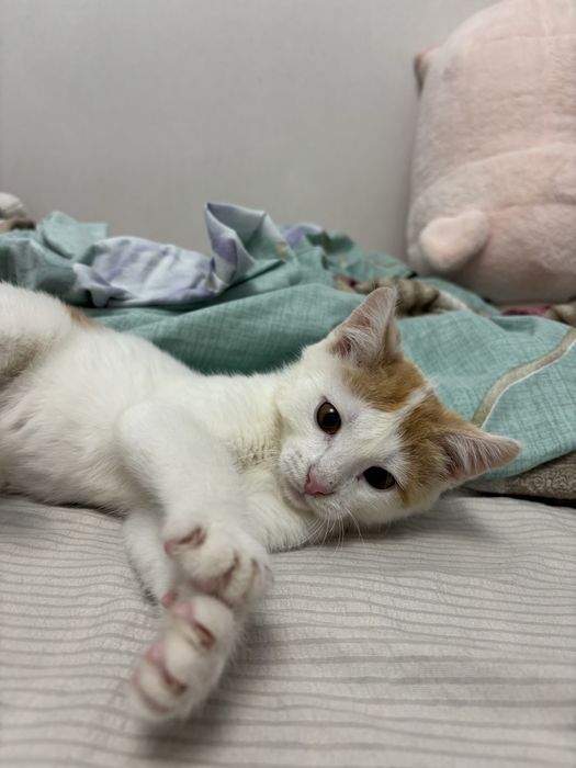 Ласковый котенок