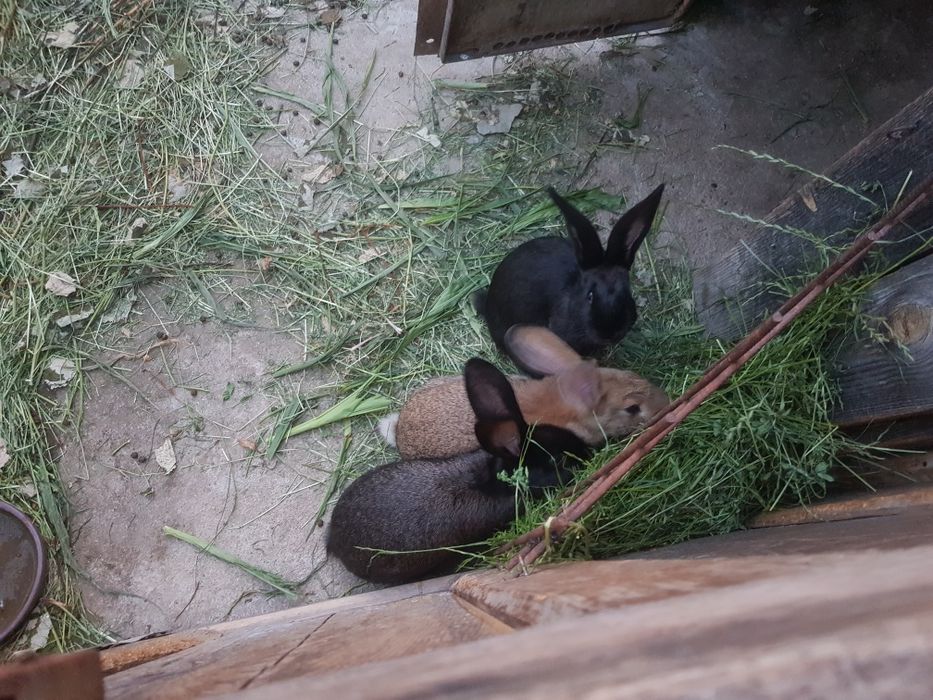 Vand iepuri rasa german