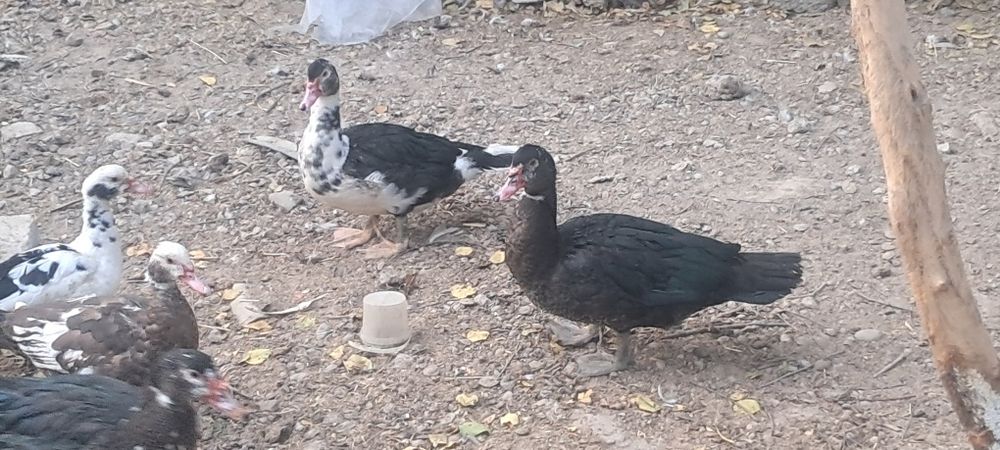 Индоутки срочно мо