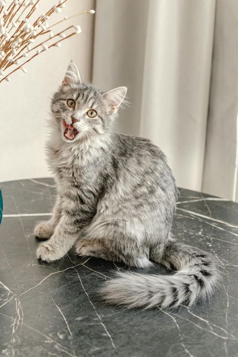 Котенок Маруся ищет дом!