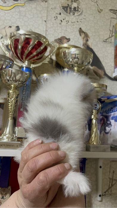 Щенки шпица