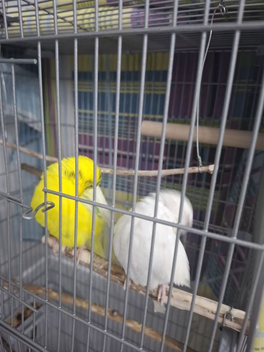 Волнистые попугаи +клетка