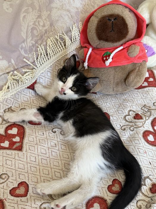 Котеунок 2-3 месяца