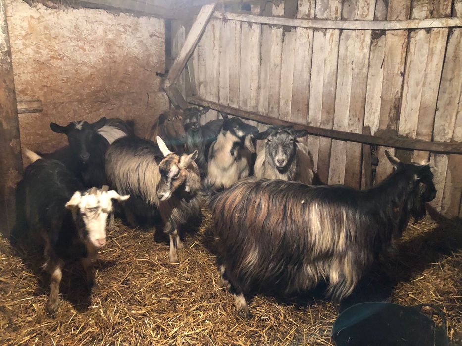 Vând 8 capre bune de lapte