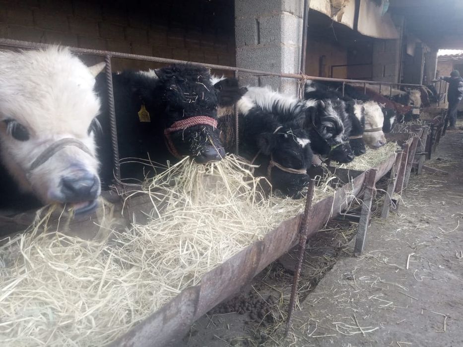 Бұқалар сатылады