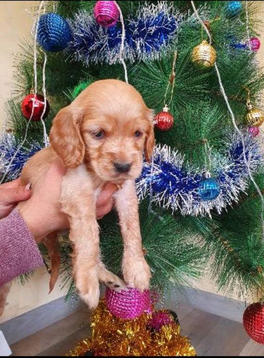 Кокер шпаньол бебета