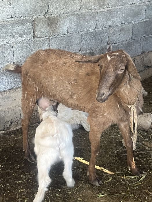 Орыс ешкі сатылады.