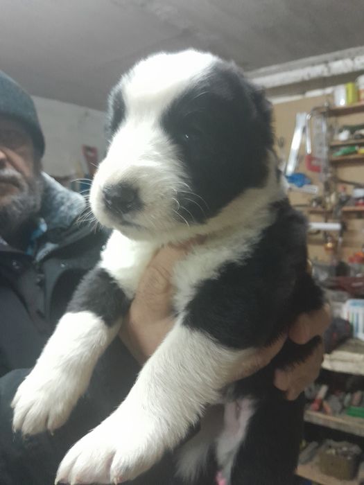 Щенок САО алабая