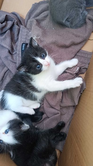 Малки красиви котенца