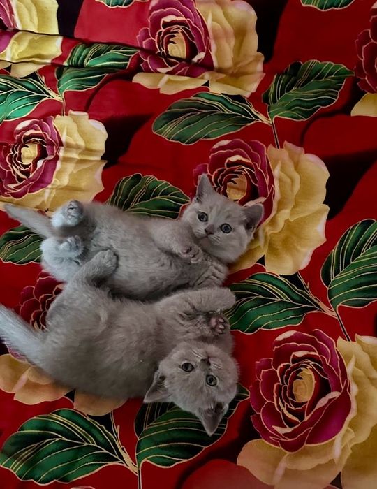 Британская короткошерстная