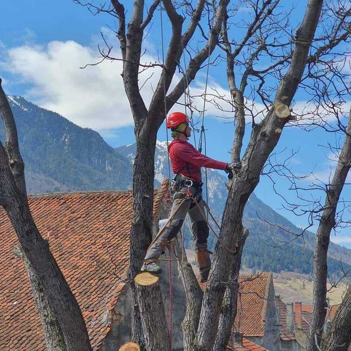 toaletare sau taiere copaci, de la bază/pe bucăți, reducere coroana
