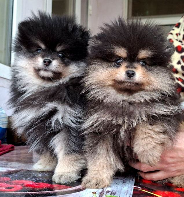 Щенки породы шпиц ждут свои семьи.