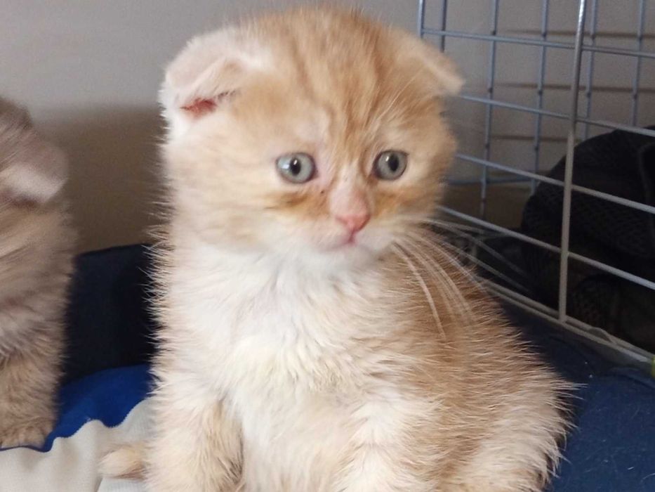 Шотландско клепоухо котенце