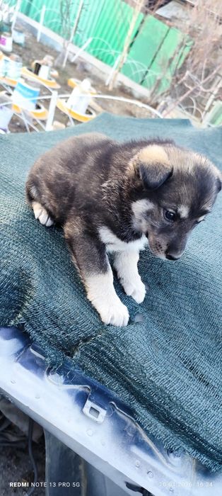 Щенки полу хаски полу дворяне)