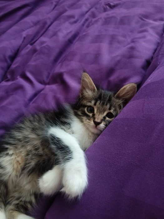 Кошка, котята, кот, котенок