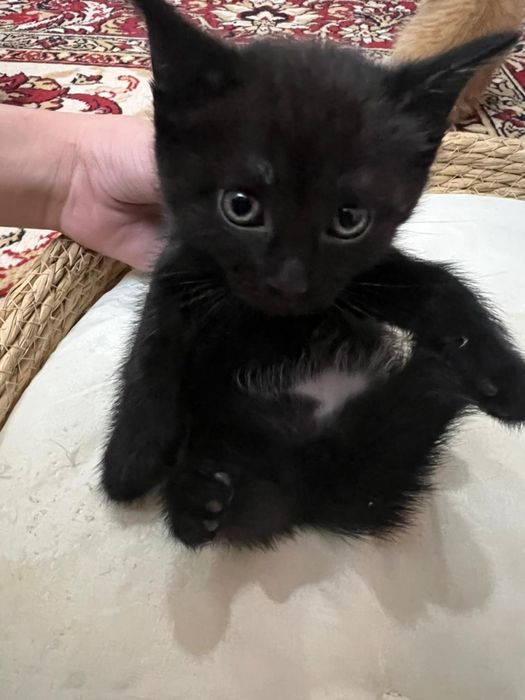 Отдам котят.