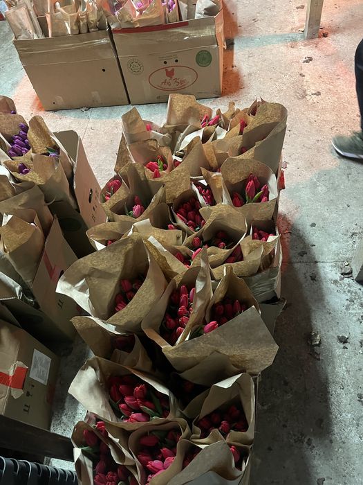 Тюльпаны опт 50-60см