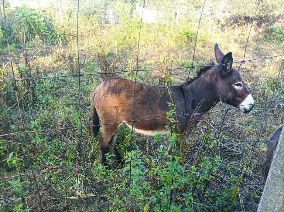 Oferă specială 3 măgărițe de 3 ani